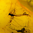 Baltic amber with enclosed insect