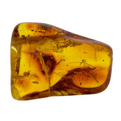 Baltic amber with enclosed insect