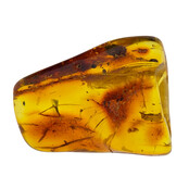 Baltic amber with enclosed insect