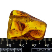 Baltic amber with enclosed insect