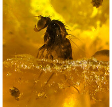 Baltic amber with enclosed insect