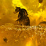 Baltic amber with enclosed insect