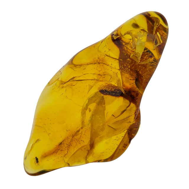Baltic amber with enclosed insect