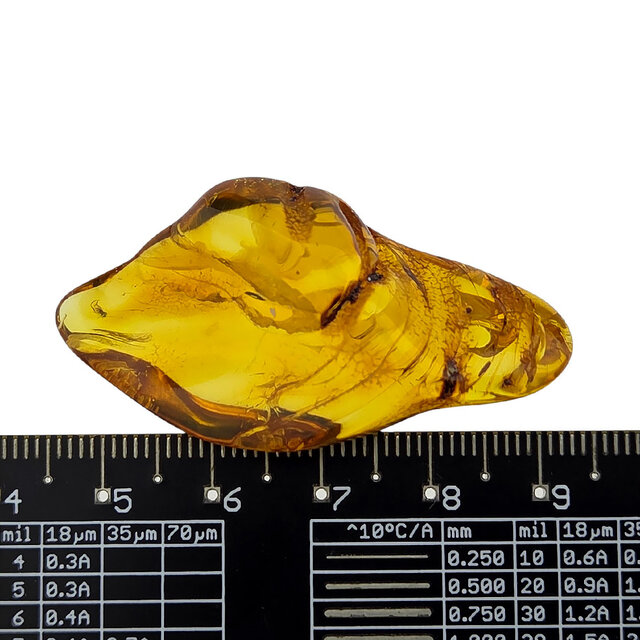 Baltic amber with enclosed insect