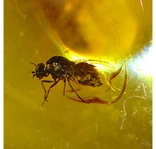 Baltisch Barnsteen met ingesloten insect