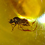 Baltisch Barnsteen met ingesloten insect