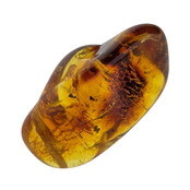 Baltic amber with enclosed insect