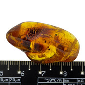 Baltic amber with enclosed insect