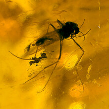 Amber with enclosed mosquito