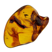 Baltic amber with enclosed insect