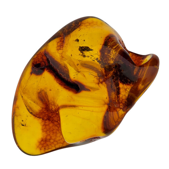 Baltic amber with enclosed insect