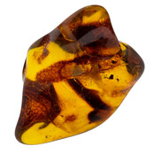 Baltic amber with enclosed insect