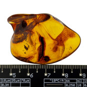 Baltic amber with enclosed insect