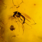 Baltic amber with enclosed insect