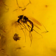 Amber with enclosed mosquito