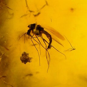 Bernstein mit eingeschlossenem Mücke