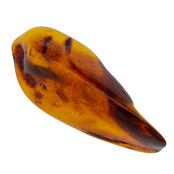 Baltic amber with enclosed insect
