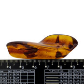 Baltic amber with enclosed insect
