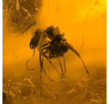 Baltic amber with enclosed insect