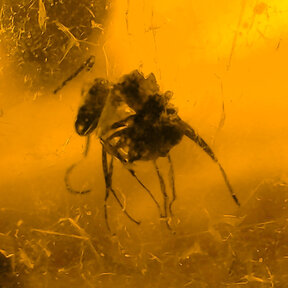 Amber with enclosed ant