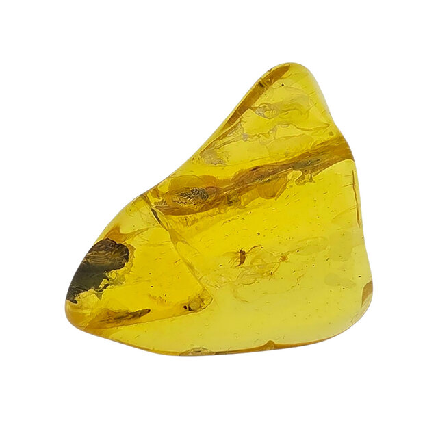 Baltic amber with enclosed insect