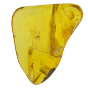 Baltic amber with enclosed insect