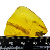 Baltic amber with enclosed insect
