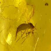 Baltisch Barnsteen met ingesloten insect