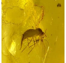 Baltisch Barnsteen met ingesloten insect