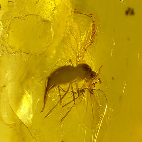 Amber with enclosed fly