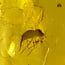 Baltic amber with enclosed insect