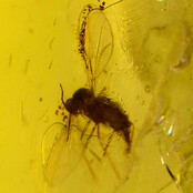Baltic amber with enclosed insect