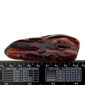 Baltic amber with enclosed insect