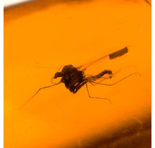 Baltisch Barnsteen met ingesloten insect