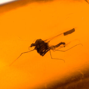 Amber with enclosed mosquito