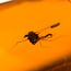 Baltic amber with enclosed insect