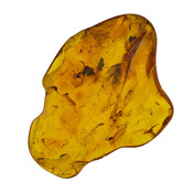 Baltic amber with enclosed insect
