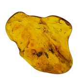 Baltic amber with enclosed insect