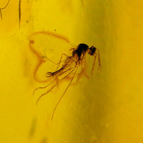 Amber with enclosed mosquito