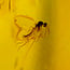 Baltic amber with enclosed insect