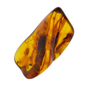 Baltic amber with enclosed insect