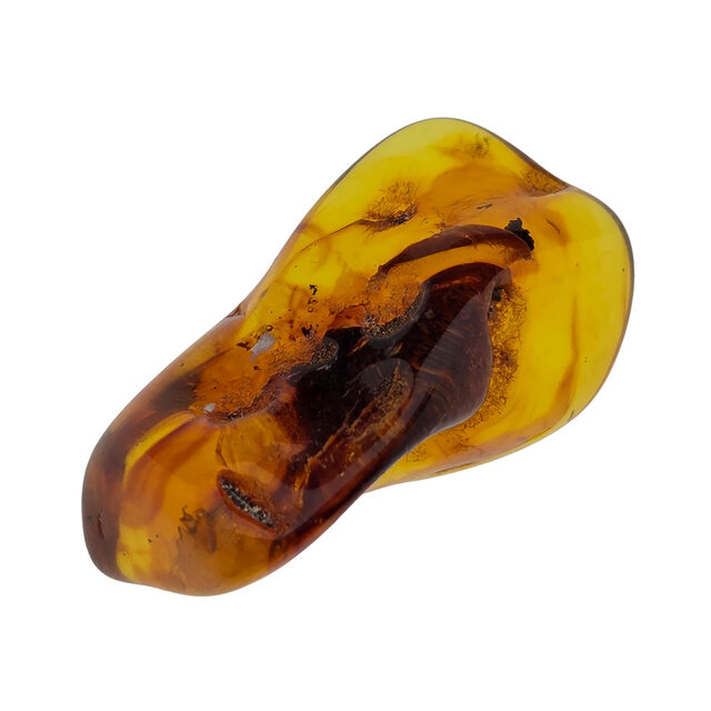 Baltic amber with enclosed insect
