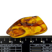 Baltic amber with enclosed insect