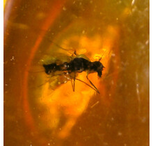 Baltisch Barnsteen met ingesloten insect