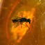 Baltic amber with enclosed insect