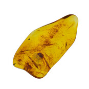 Baltic amber with enclosed insect
