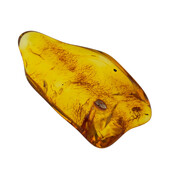 Baltic amber with enclosed insect