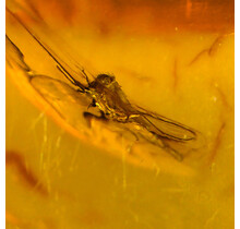 Baltic amber with enclosed insect