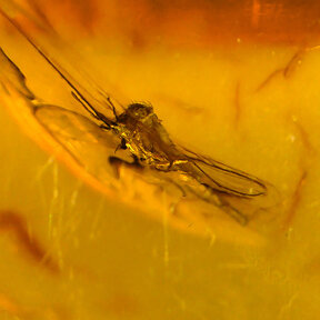 Amber with enclosed insect