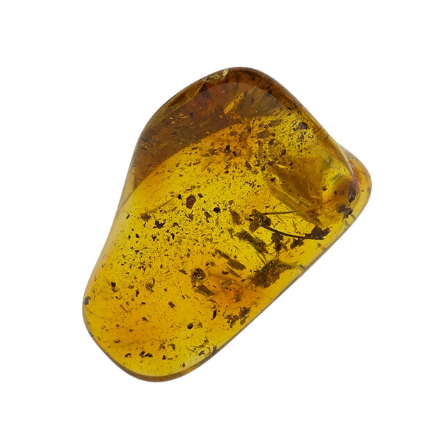 Baltic amber with enclosed insect